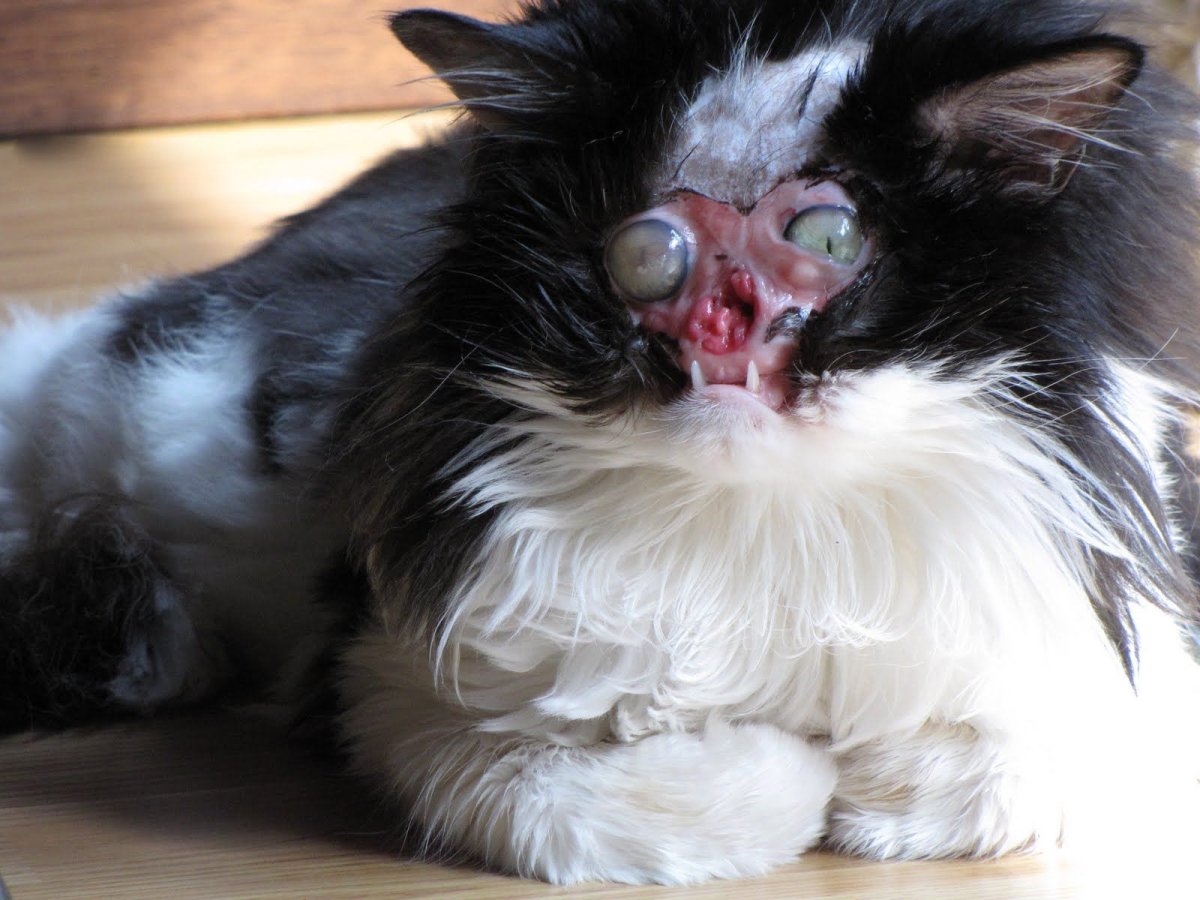 Листонос Складчатомордый летучая мышь