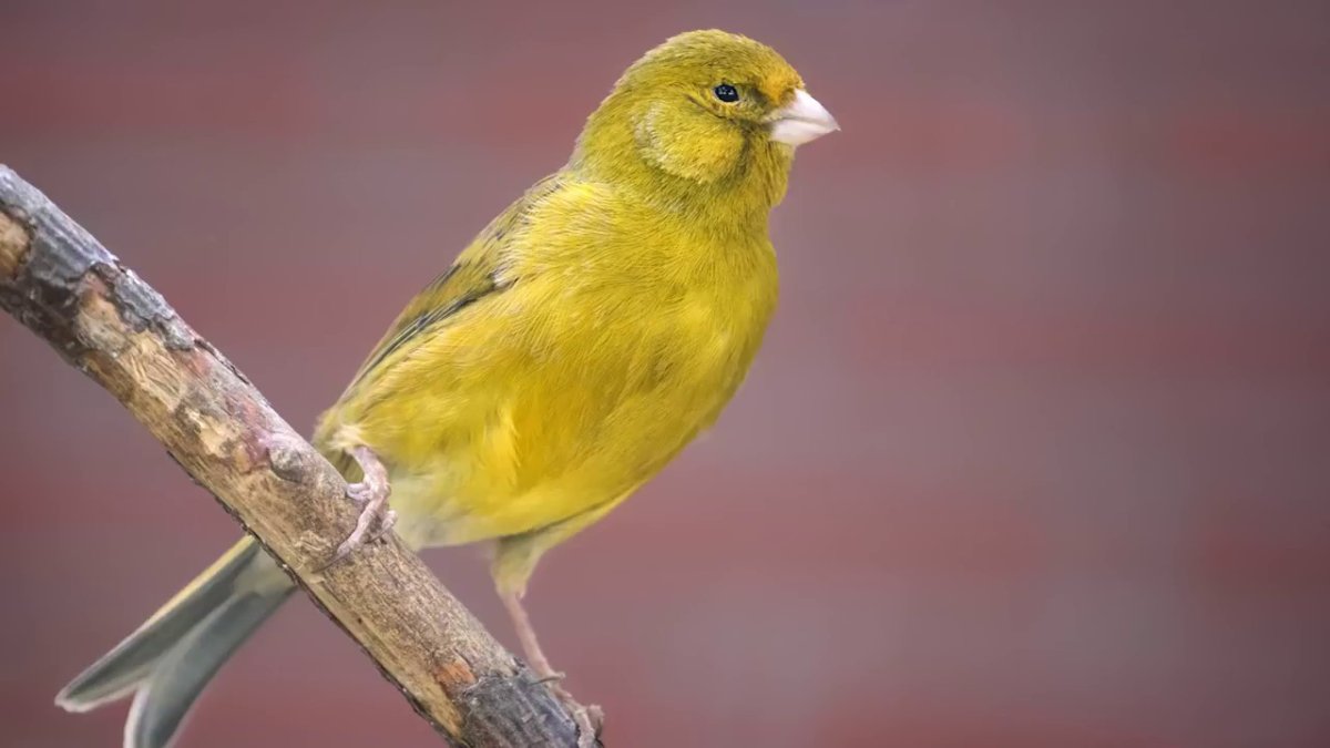 Птичка кенар