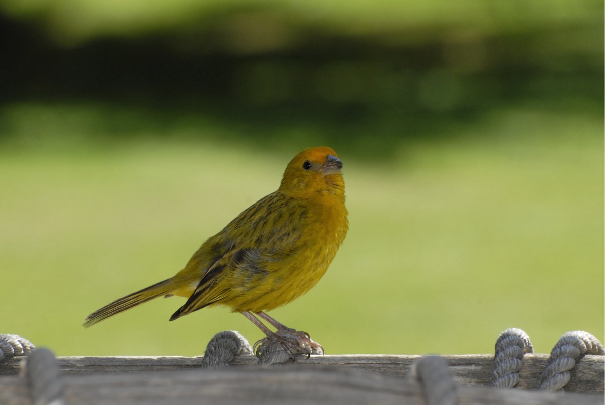 Три канарейки Аксаков