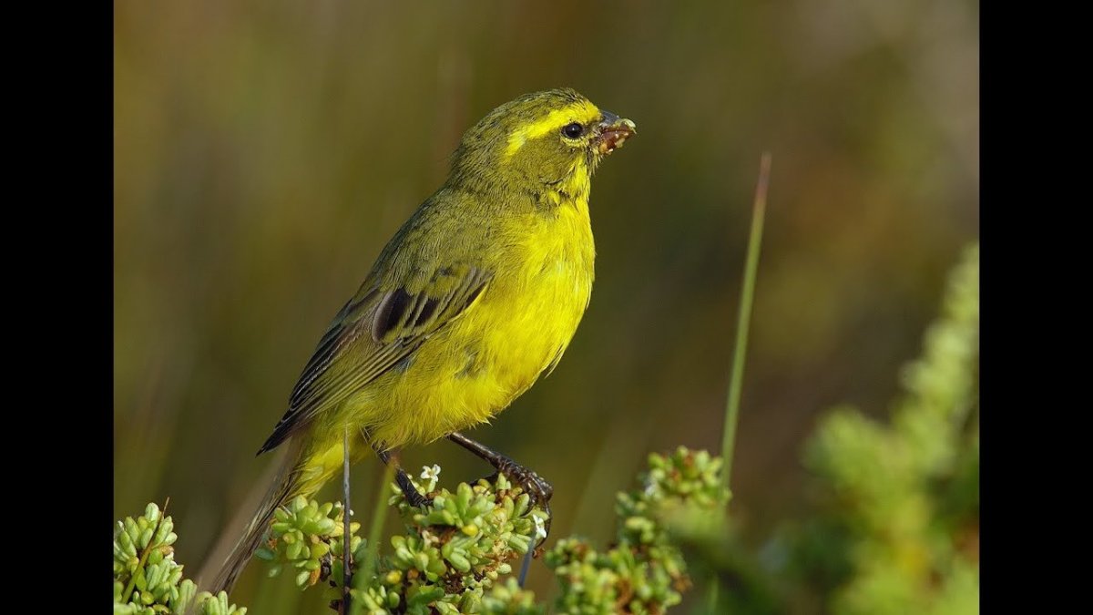 Канарскийй канереечны Вьюнок