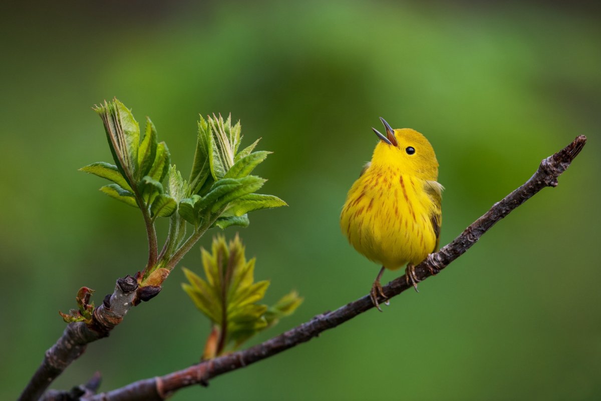 Птичка древесница