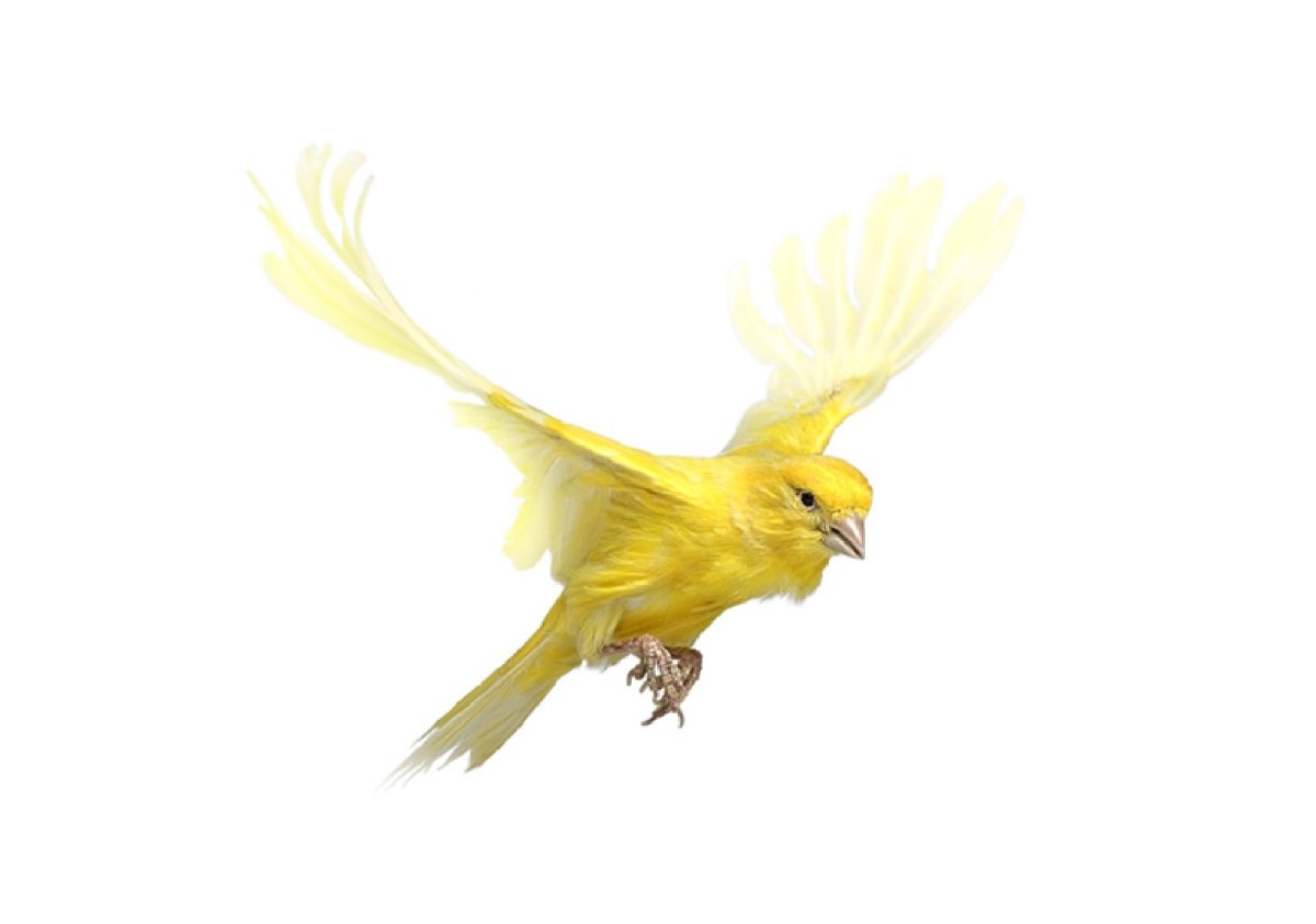 Птица в полете на белом фоне