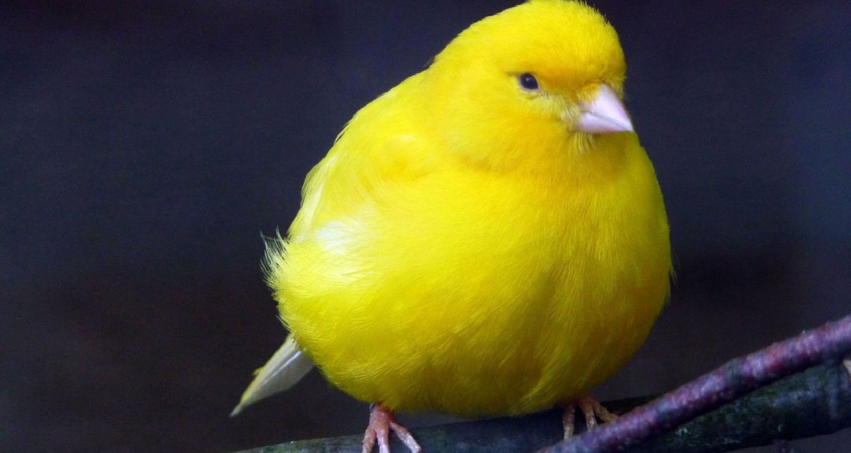 Канарейка кенар желтый