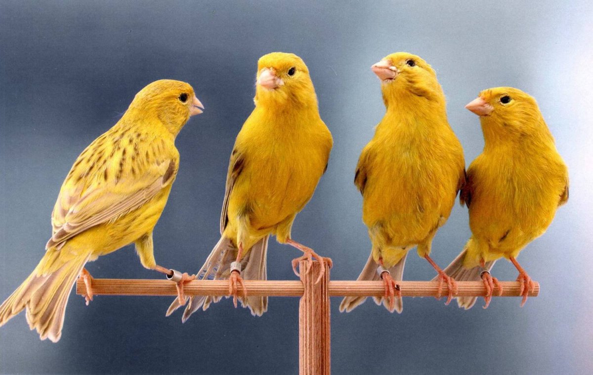 Трель канарейки