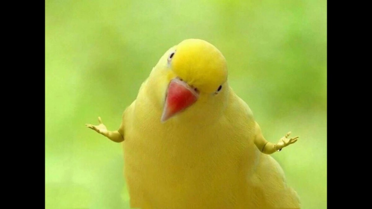 Попугай на руке