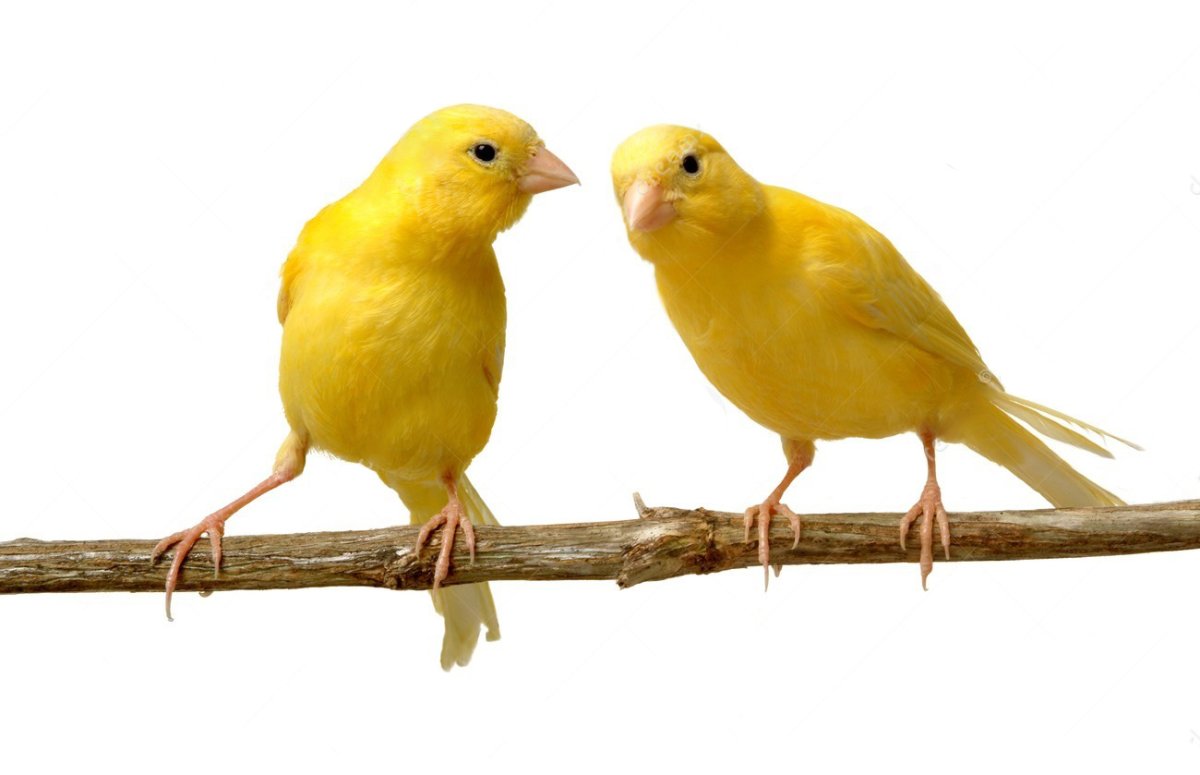 Кенар и канарейка