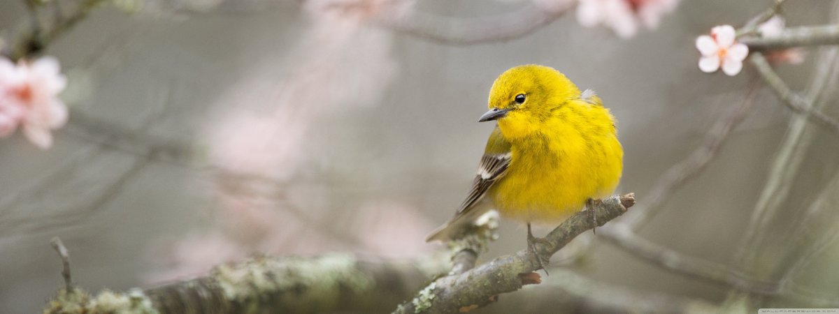 Кенар лимонный