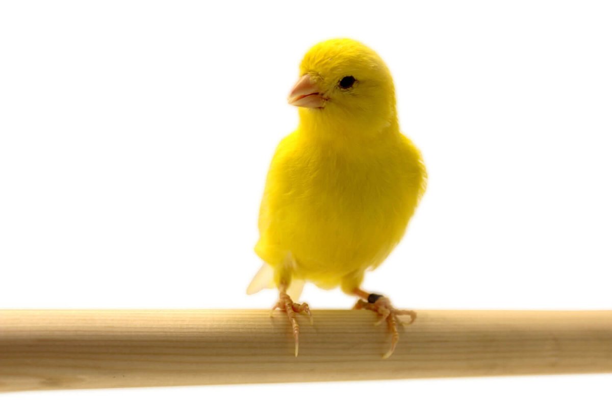 Желтая японская канарейка
