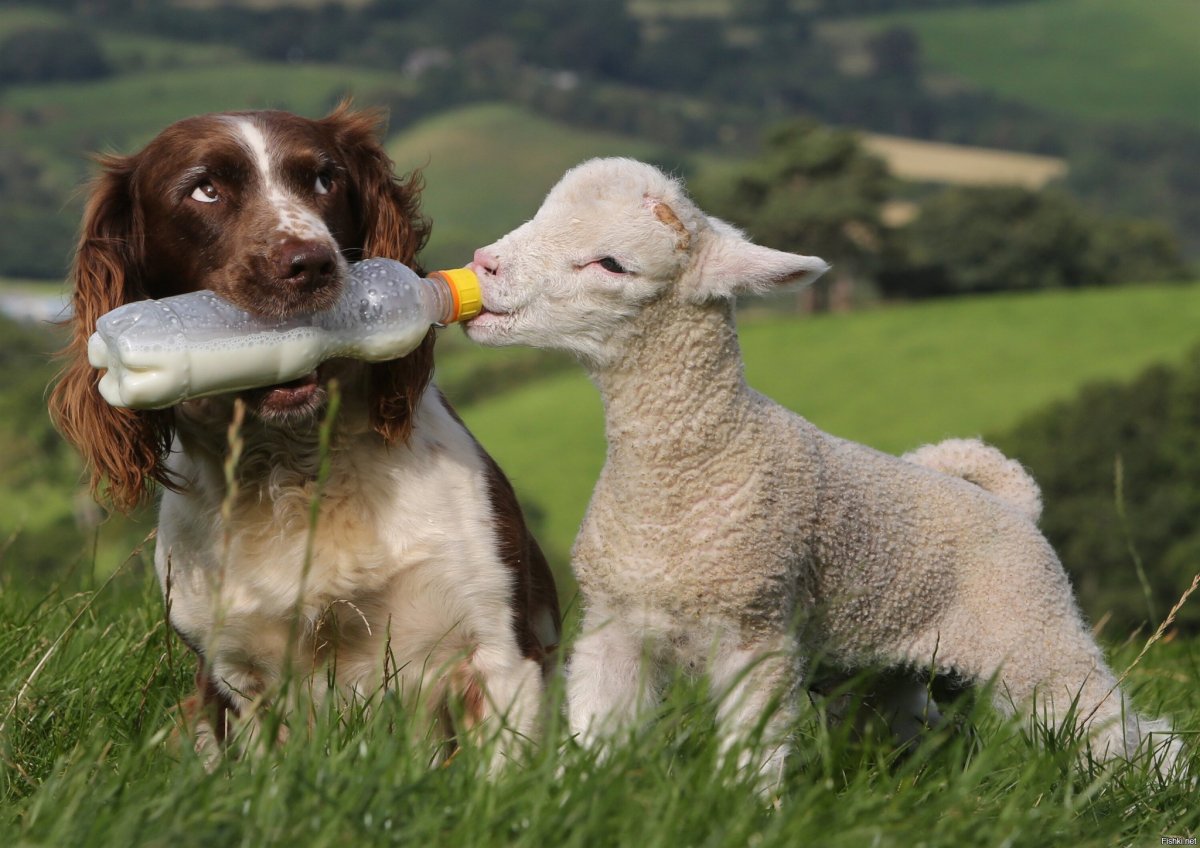 Пастушеская собака и овцы