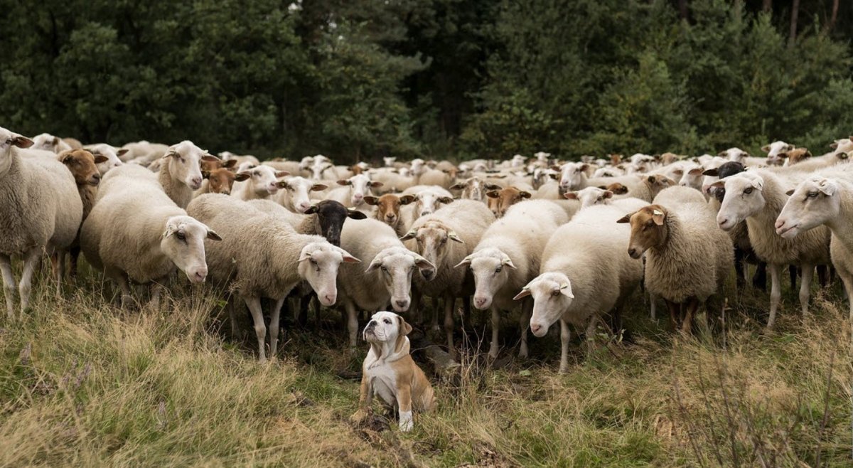 Стадо Баранов