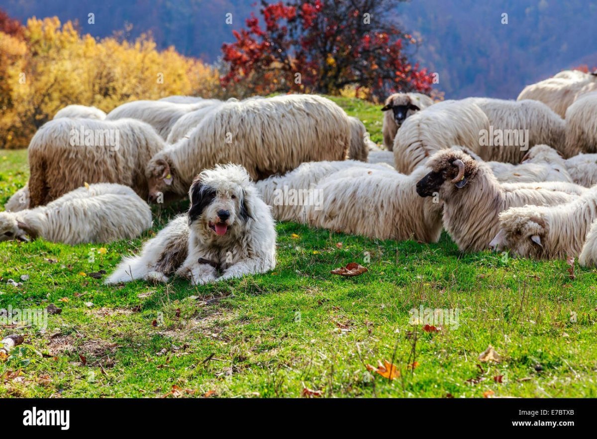 Овчарка похожая на овцу