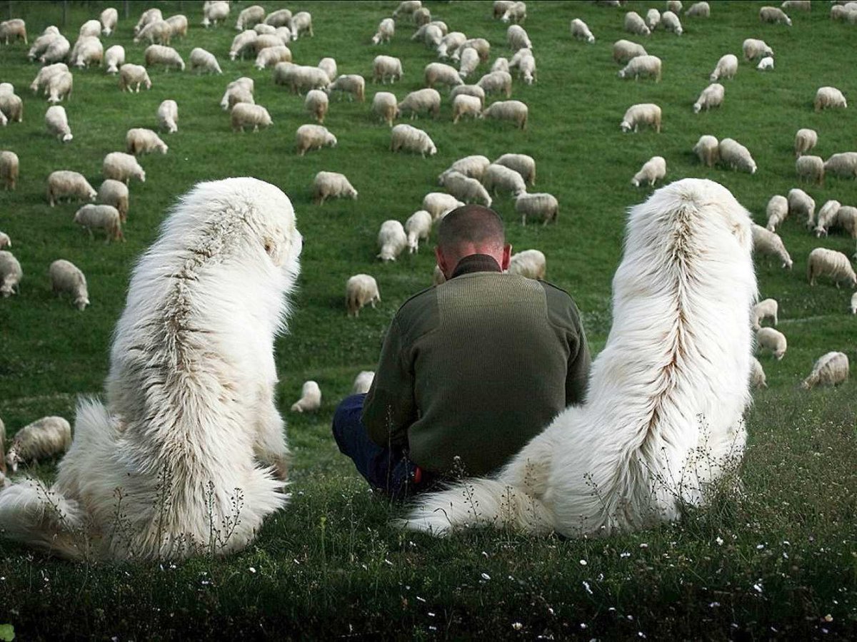 Пастух с овцами