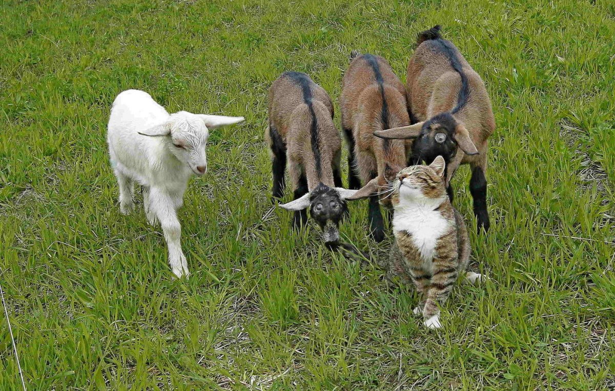 Длинноухие козы порода