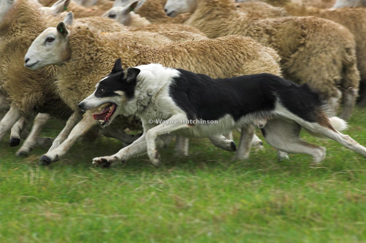 Бордер колли и овцы