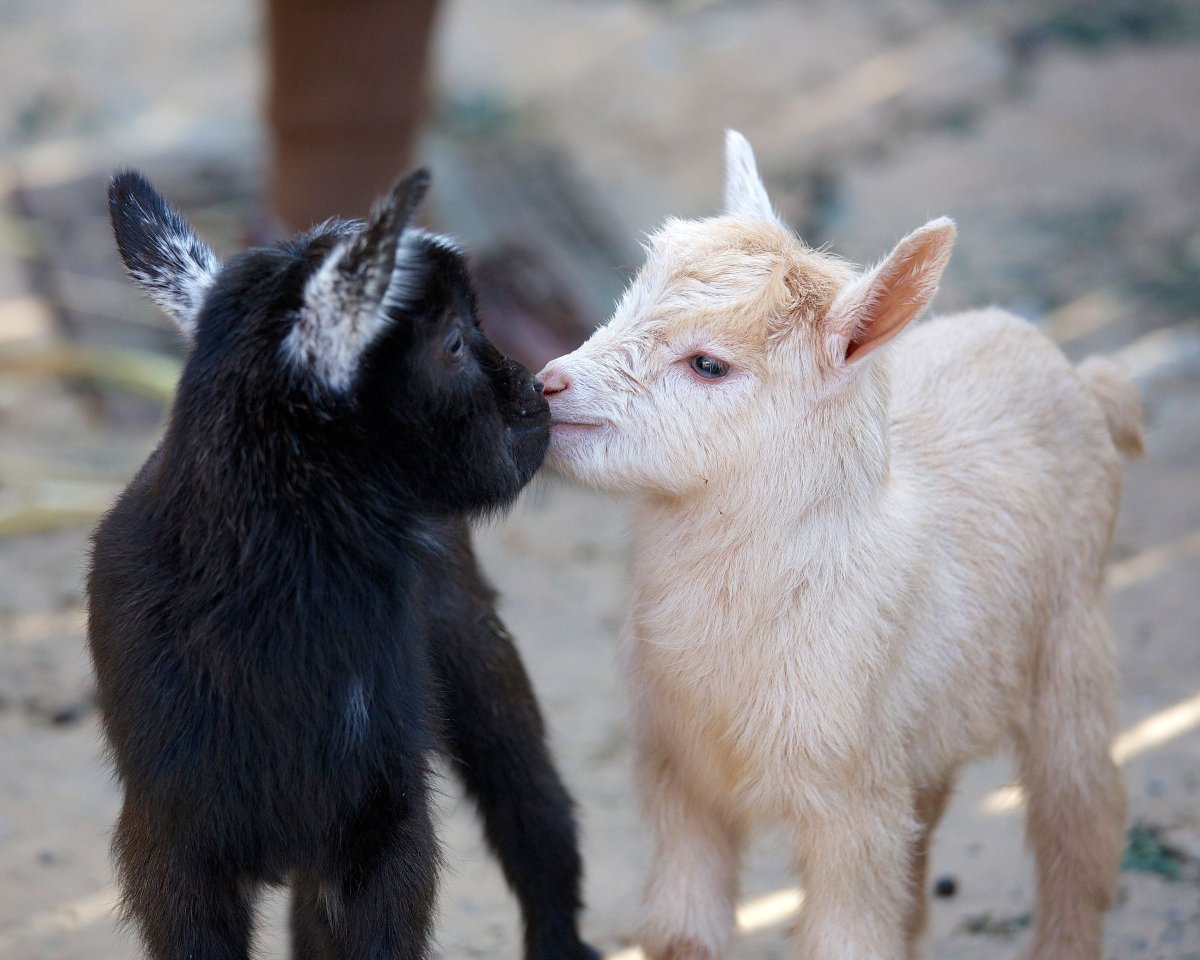 Камерунские Карликовые козлята
