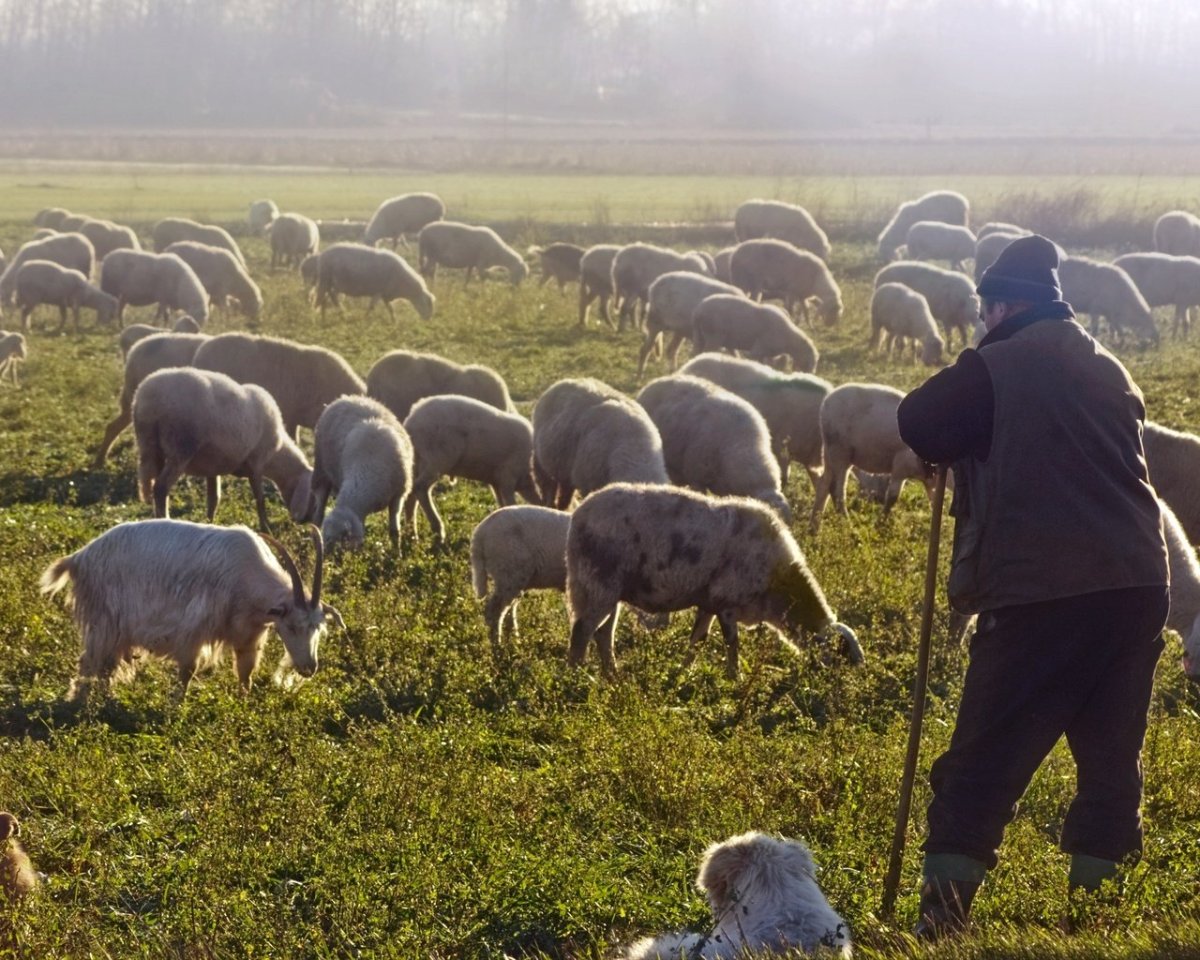 Пастух пасет овец