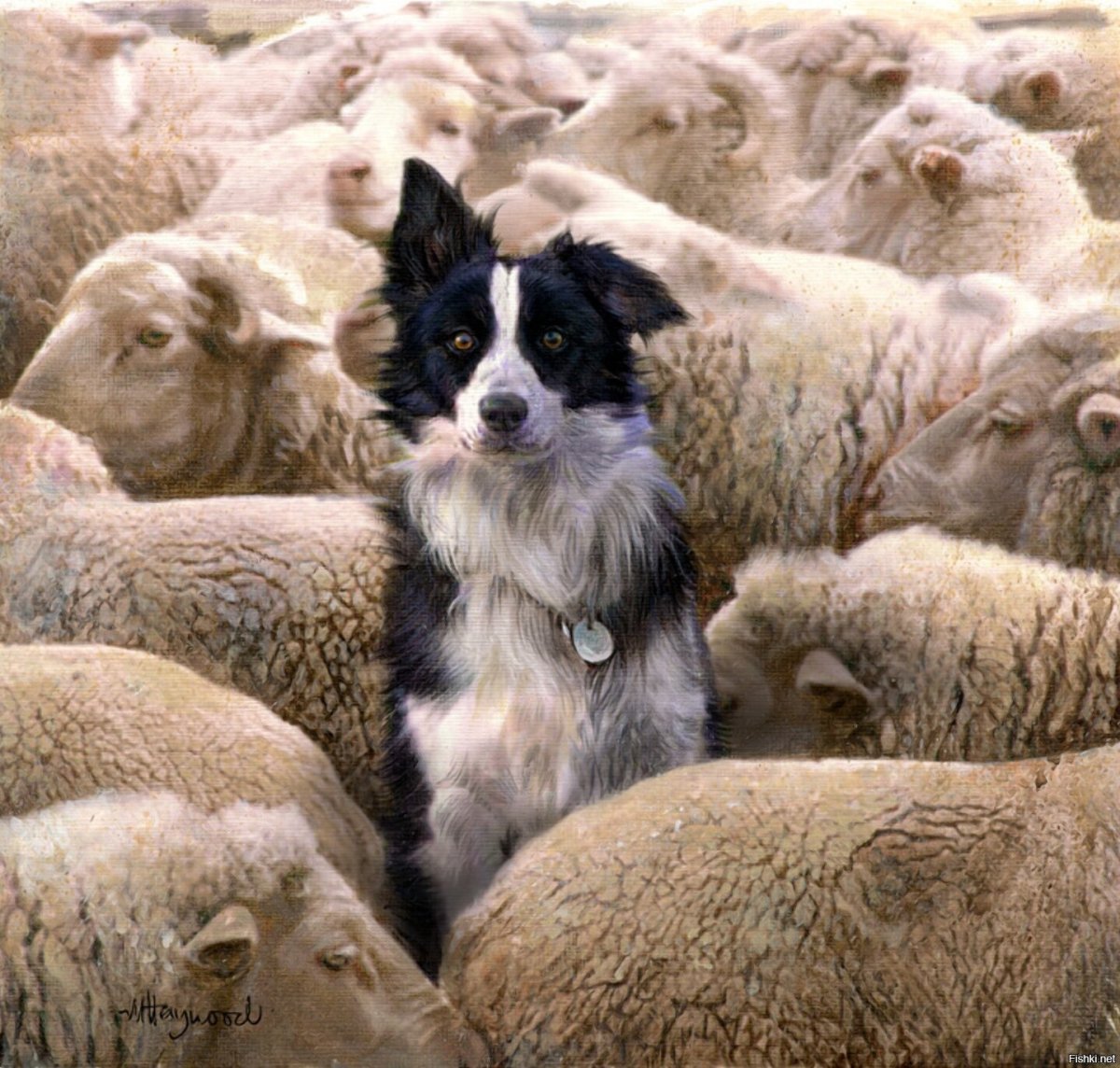 Бордер колли и овцы