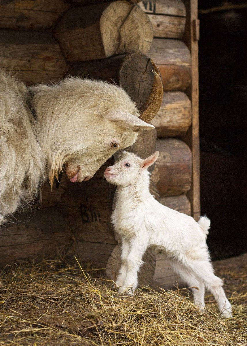 Гордый барашек