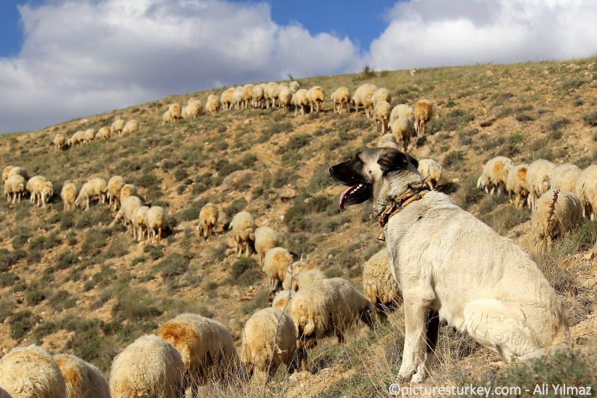 Пастуший кангал