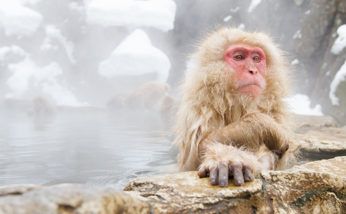 Водяная обезьяна