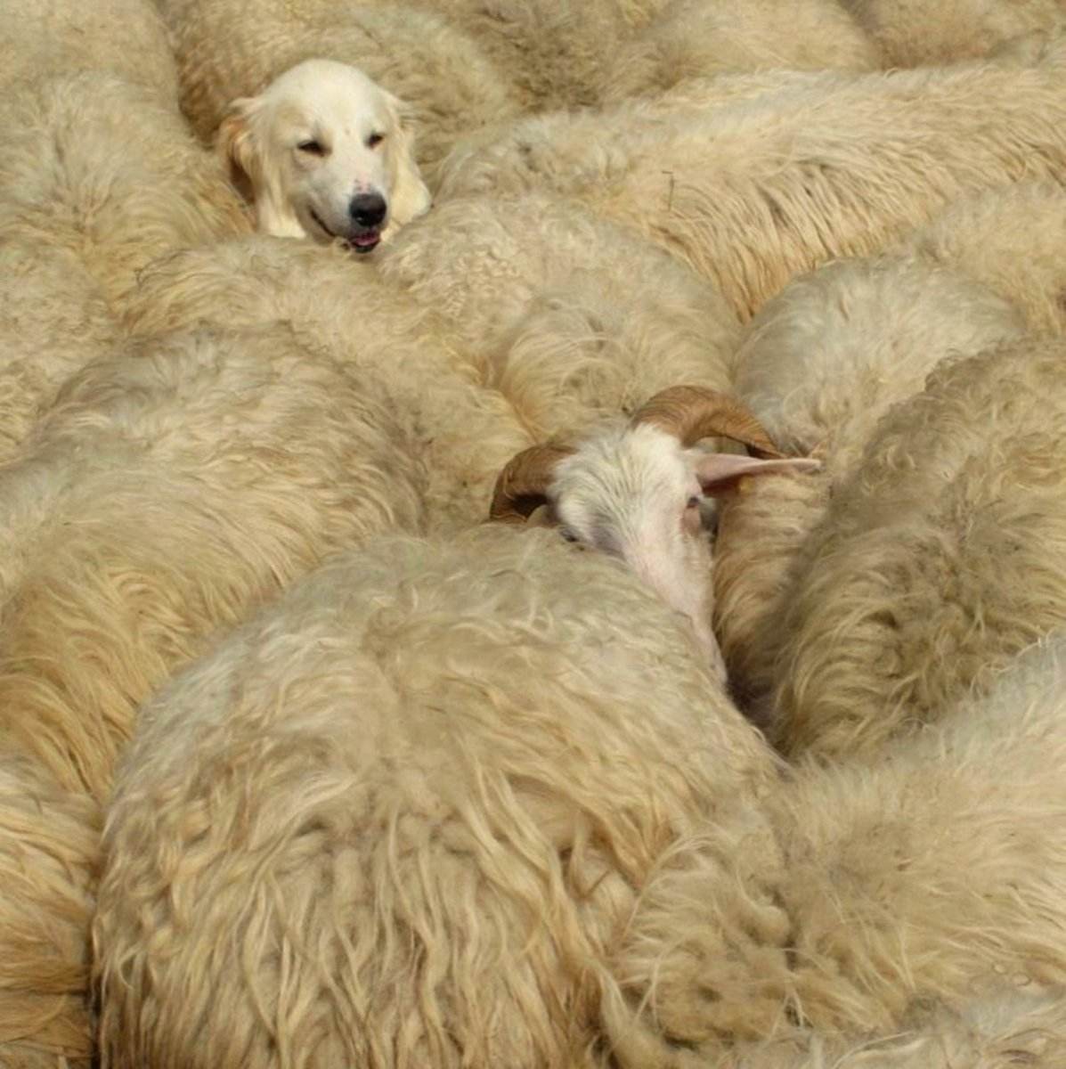 Собака среди овец