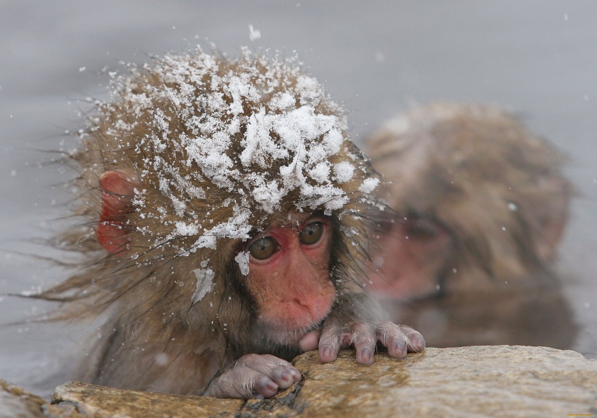 Макаки Япония горячие источники