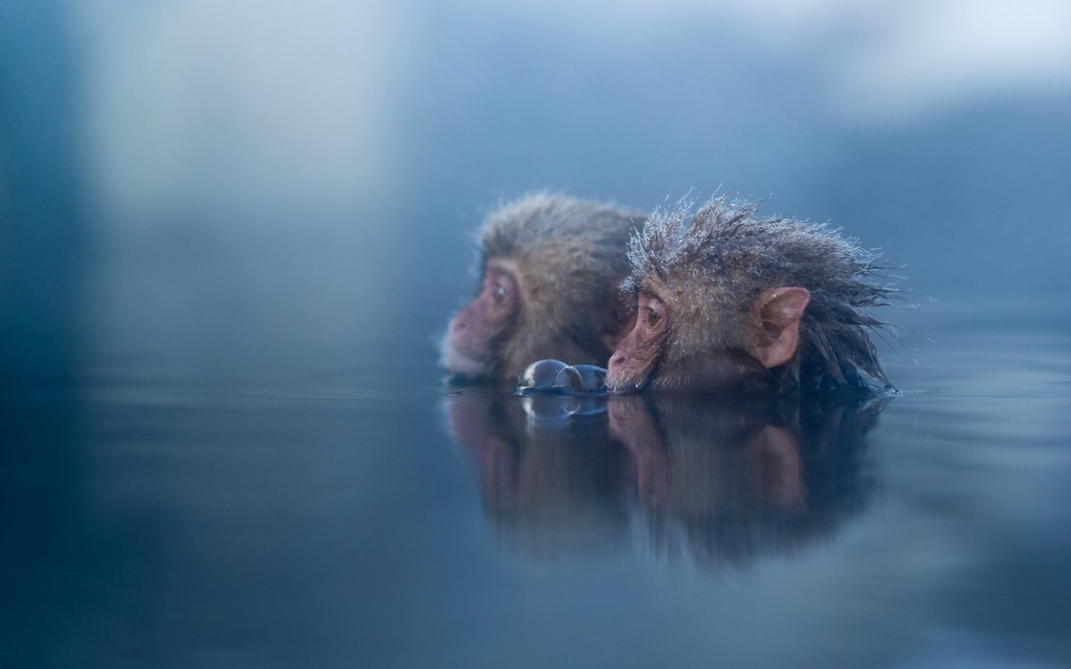 Мартышка Дриас