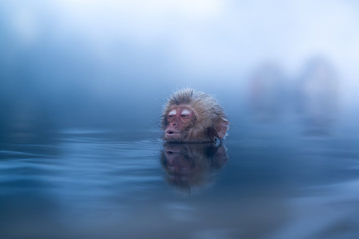 Обезьяна в горячей воде