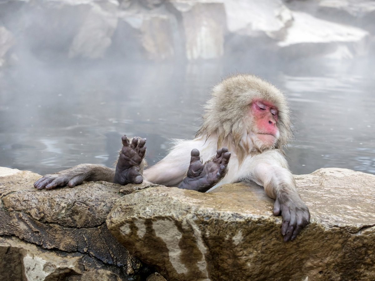 Водяная обезьяна