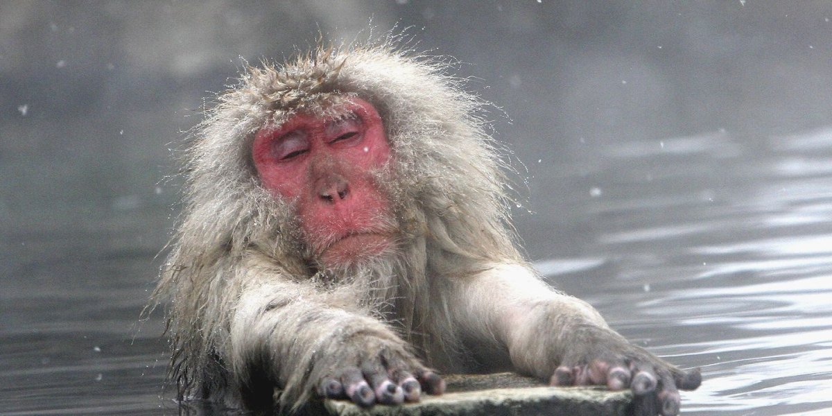 Обезьяна пьет воду