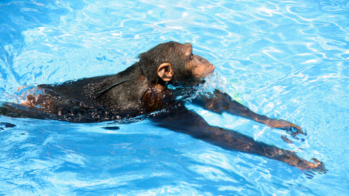 Обезьяна в воде