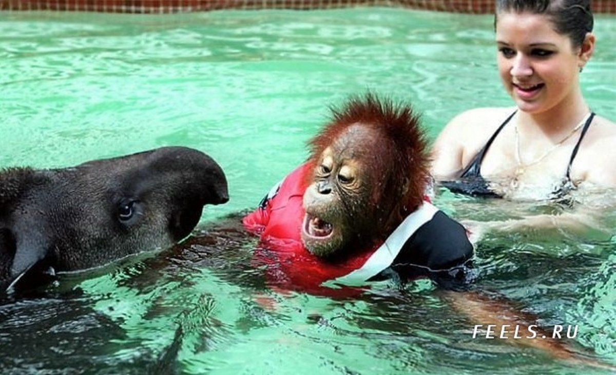 Японские макаки