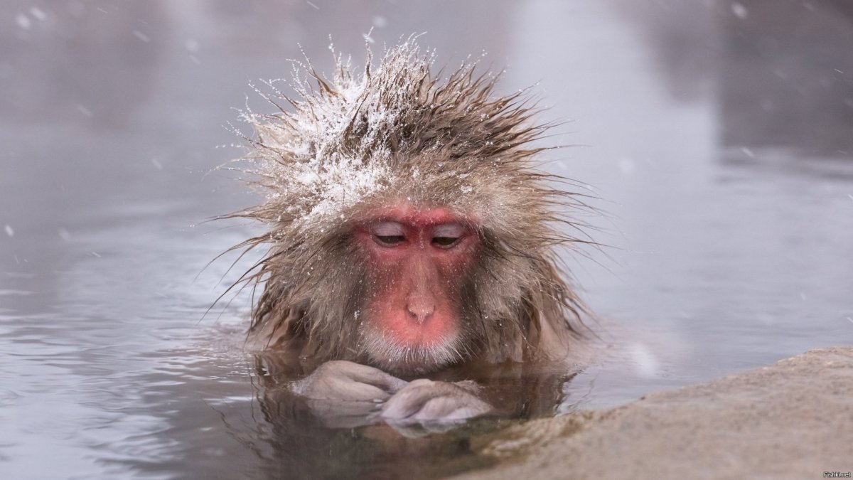 Обезьяна под водой