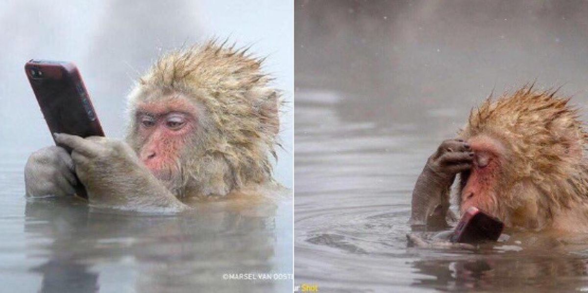 Обезьяна на берегу