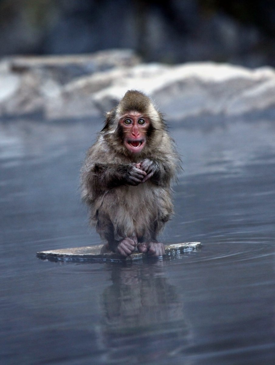 Замерзшая обезьяна