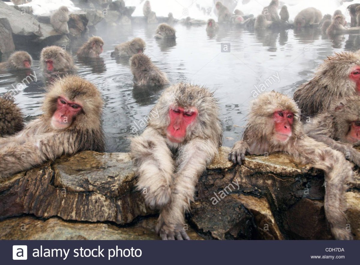 Обезьяна плывет