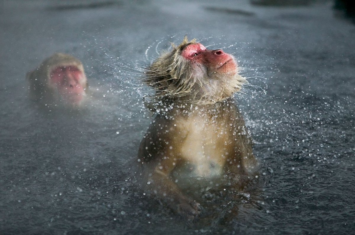 Обезьяна купается