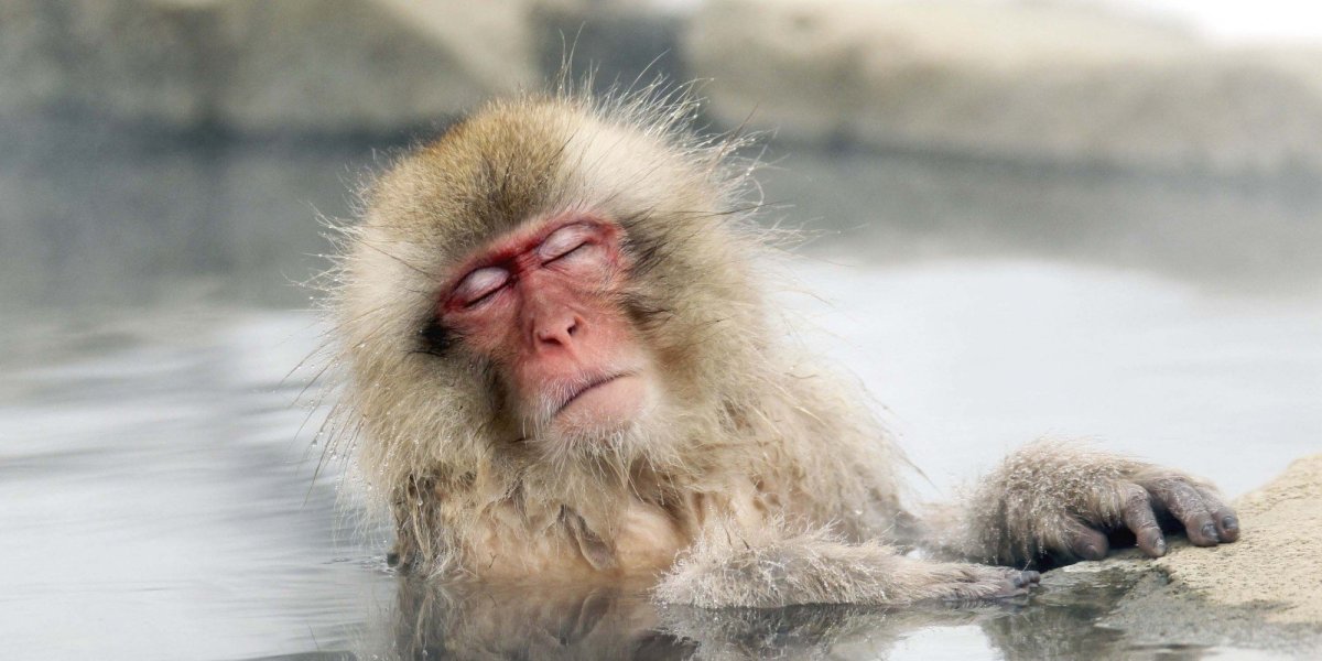 Обезьяна плавает