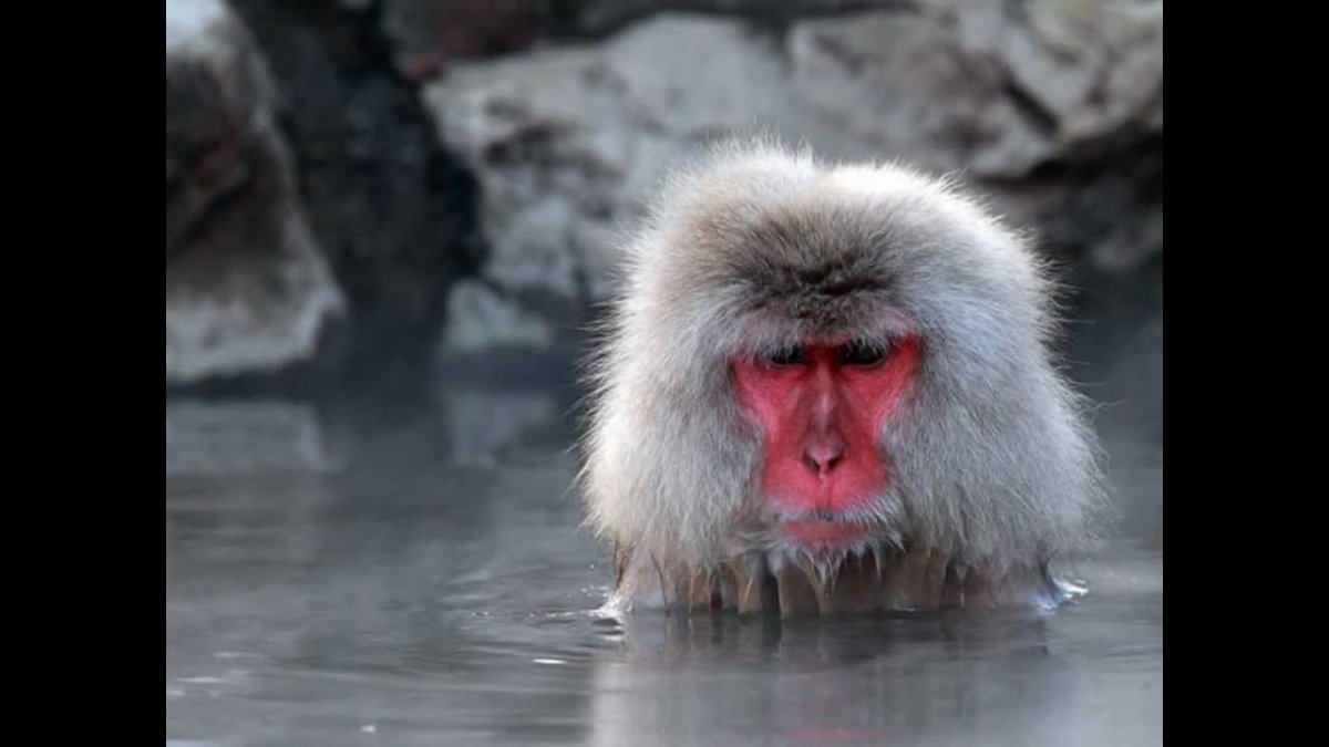 Обезьяна чи чи продавала кирпичи за веревку дернула и нечаянно