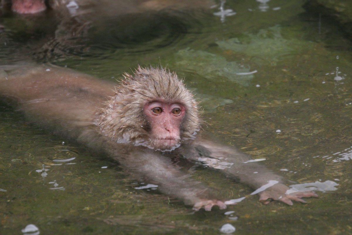 Обезьяна под водой