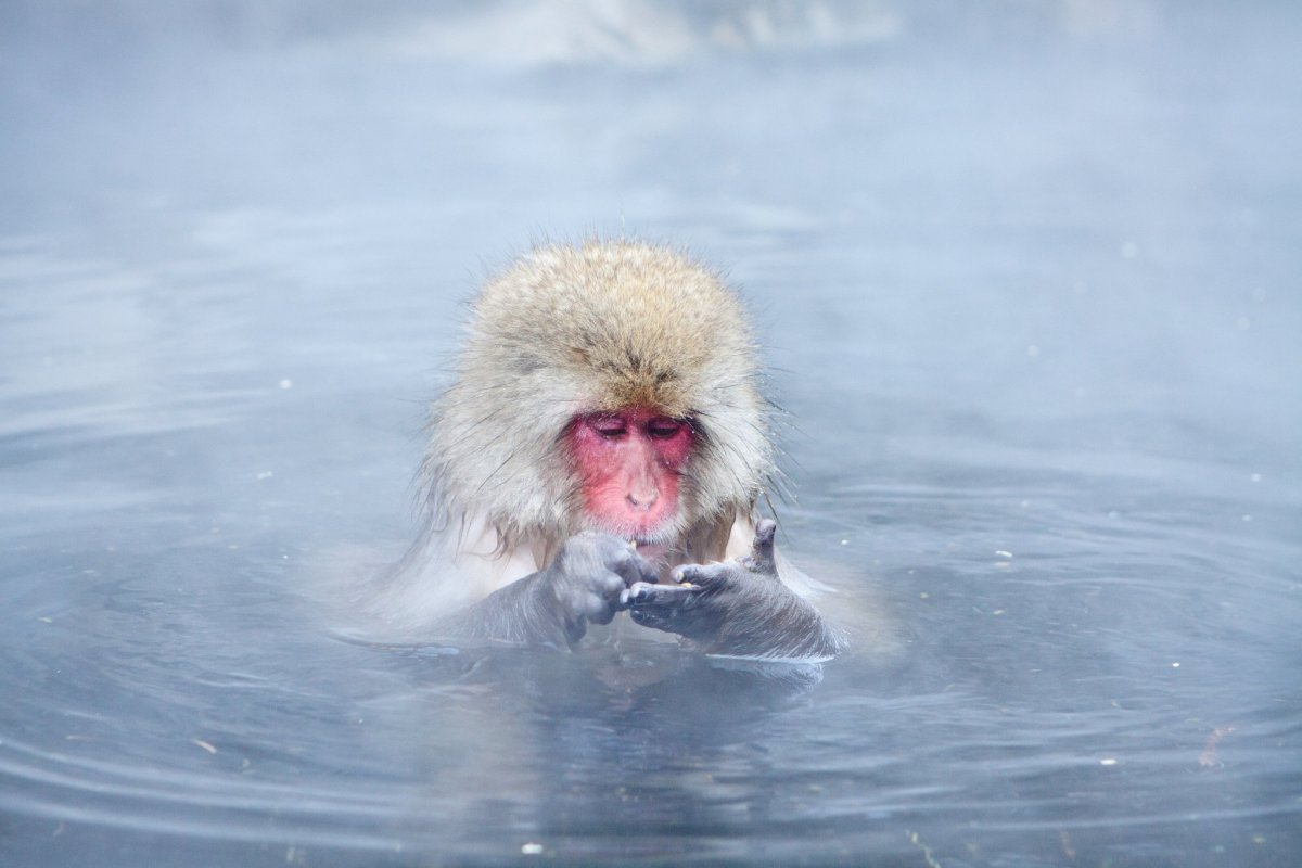 Обезьяна в воде