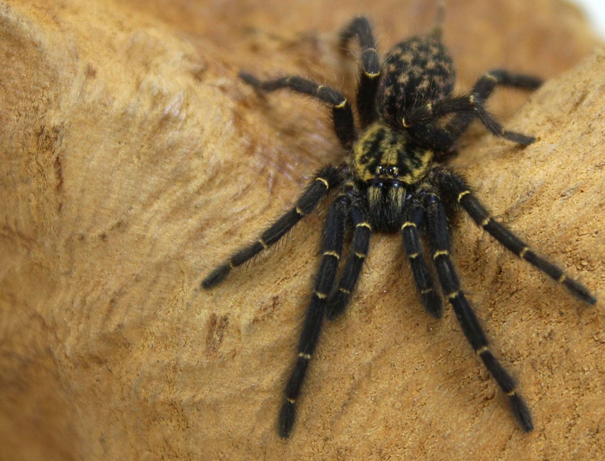 Heterothele villosella