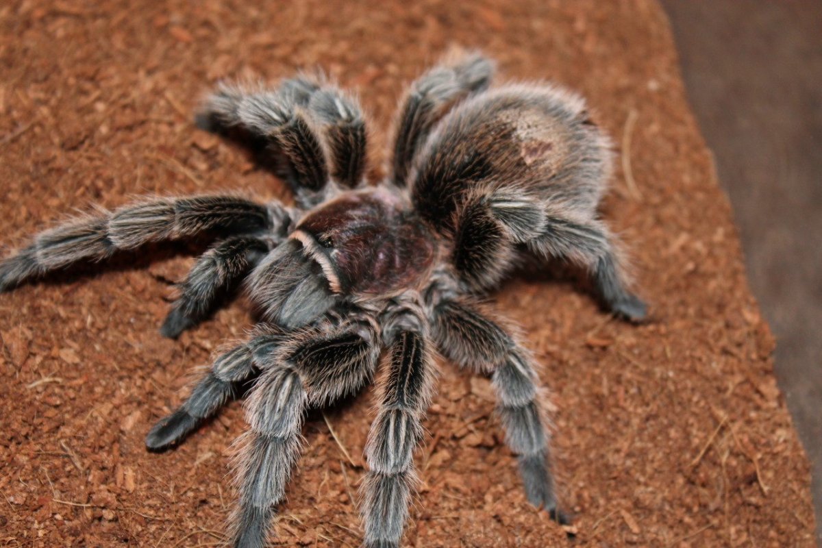 Паук Тарантул