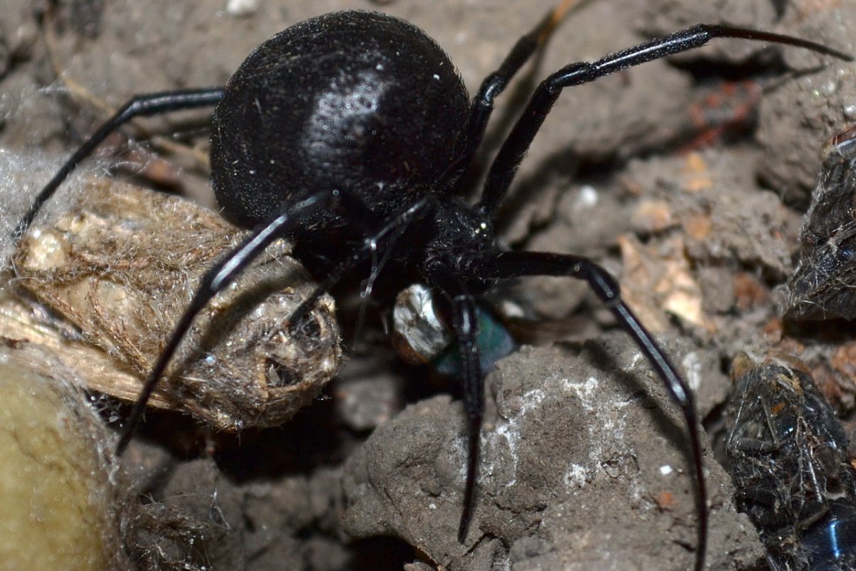 Каракурт паук