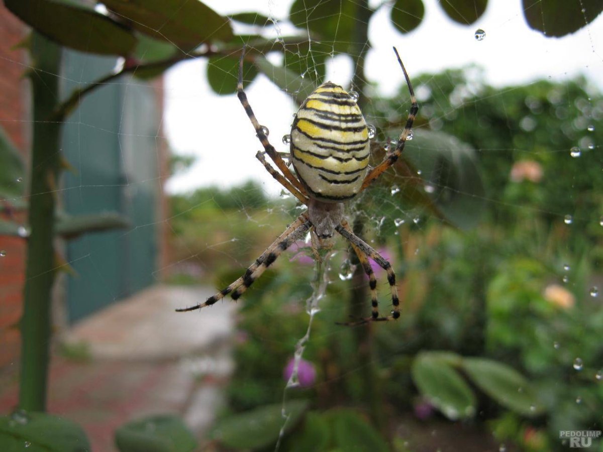 Пауки Ростовской области
