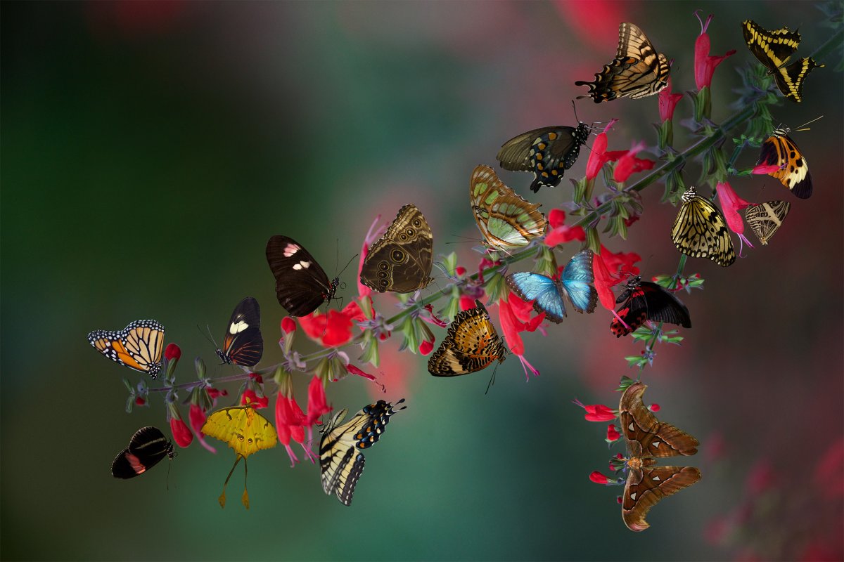 Насекомые много