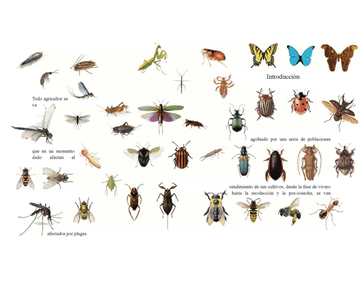 Муха на рабочий стол