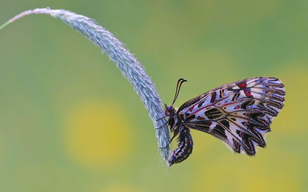 Макросъемка насекомых