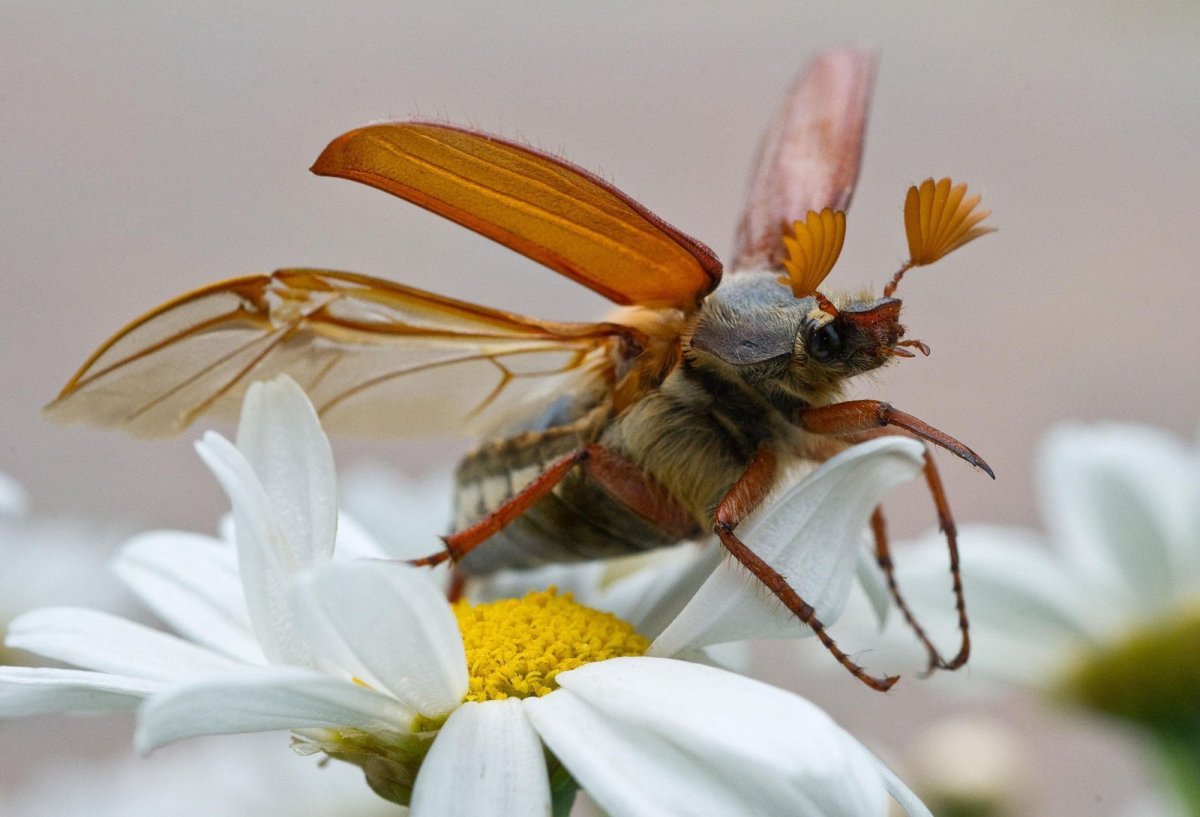 Много красивых бабочек