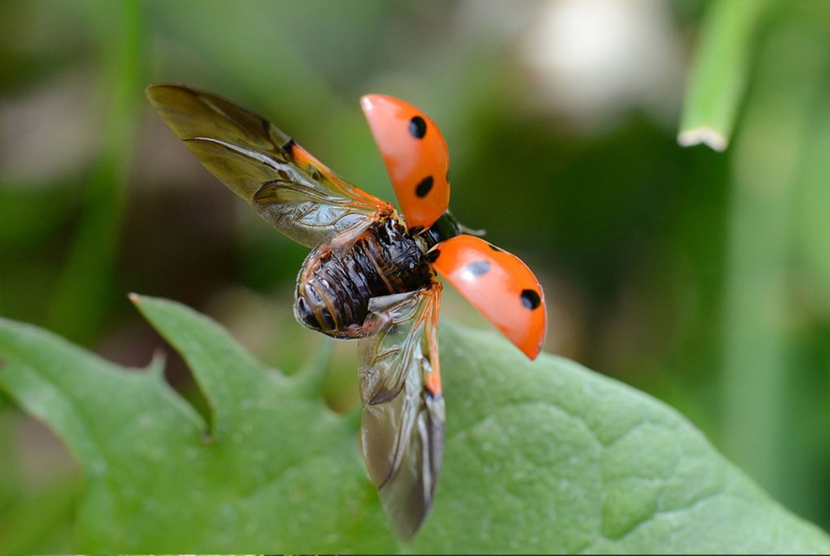 Насекомые арт